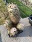 Preview: Escobaria strobiliformis